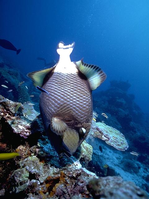 Under The Sea-d2d Tropical Fish.jpg