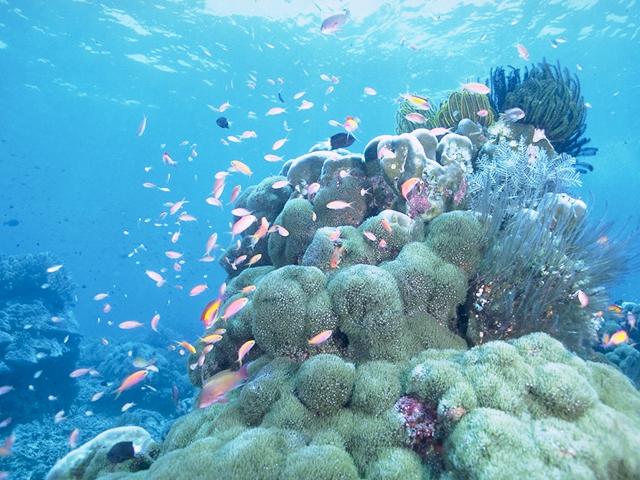 Under The Sea-d3d Corals and Tropical Fishes.jpg
