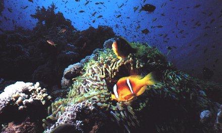 UnderWater11-Tropical Fishes-School.jpg