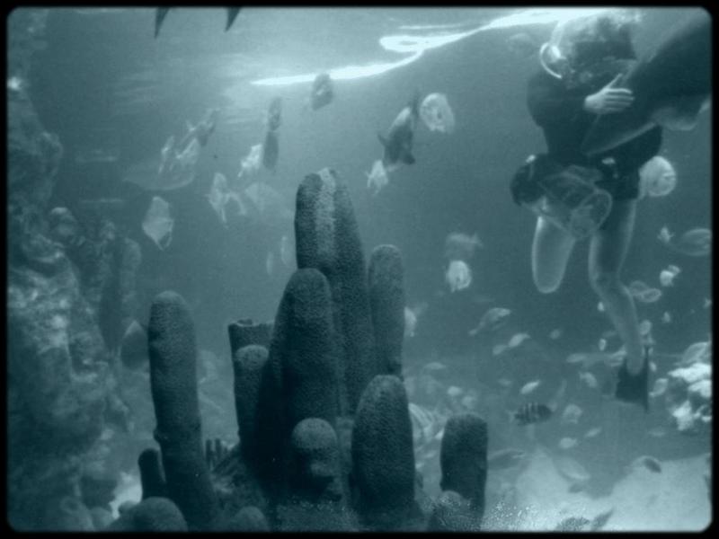 uw 1981summer chicago-shedd-aquarium big-tank diver.jpg