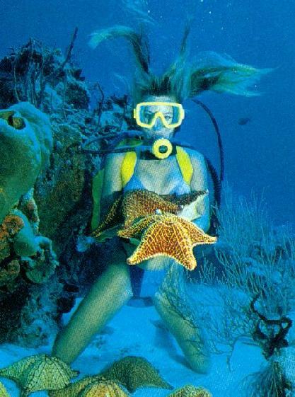 alb10018-Sea Starfishes-and-scuba diver girl.jpg