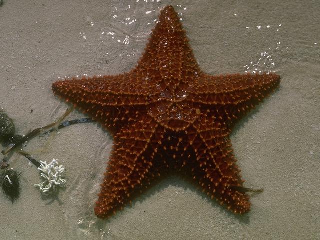 Brown Starfish H01b0085.jpg