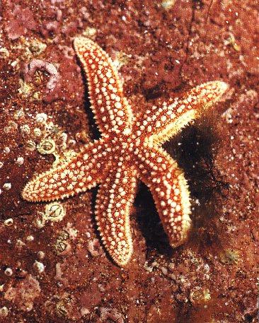 European Starfish-White Spotted Brwon.jpg