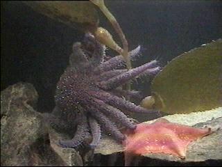 Purple Starfish.jpg