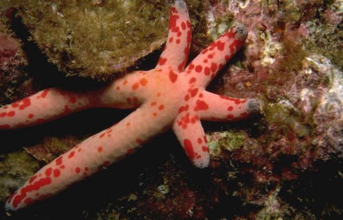 Red-spotted White Starfish 069.jpg