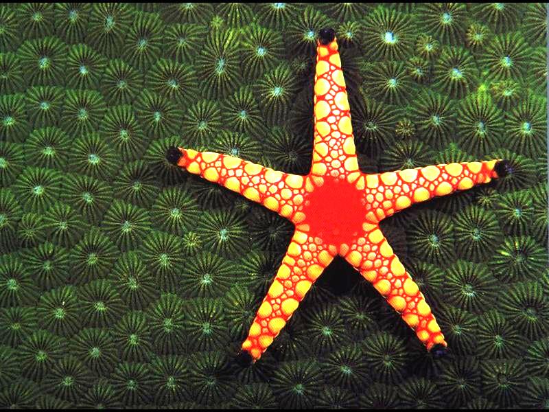 star1-Sea Starfish-colorful-by Joel Williams.jpg
