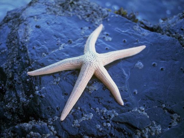 White Starfish H01b0081.jpg