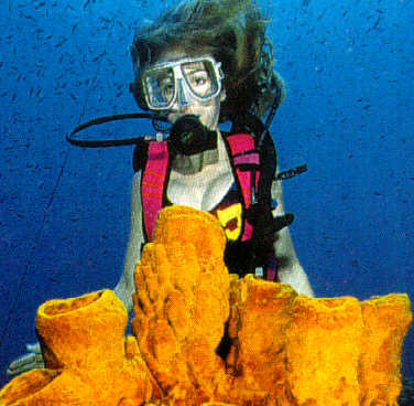 alb40018-Barrel Sponges-and-scuba diver.jpg
