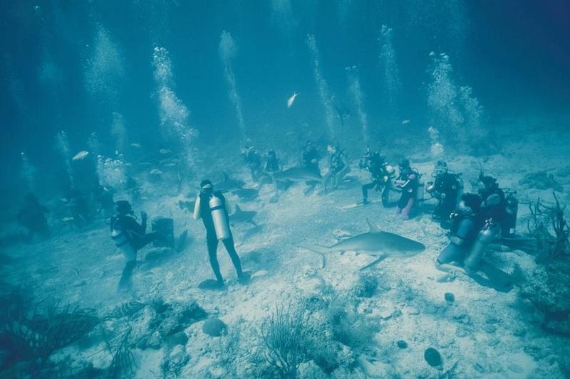 Sharks   Divers 06-Diver School.jpg