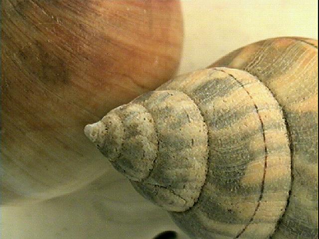 2 Sea Shells-Image25a.jpg