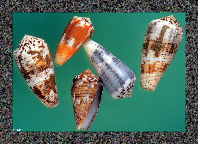 zfox sea shells s0 12.jpg