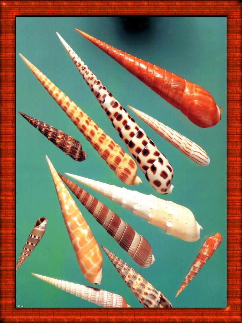 zfox sea shells s0 14.jpg