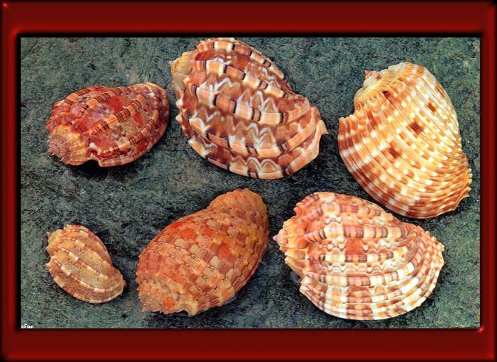 zfox sea shells s0 16.jpg