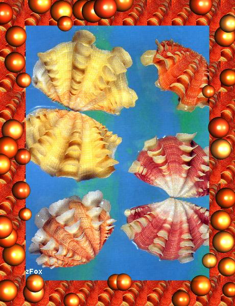 zfox sea shells s0 19.jpg