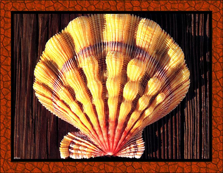 zfox sea shells s0 21.jpg