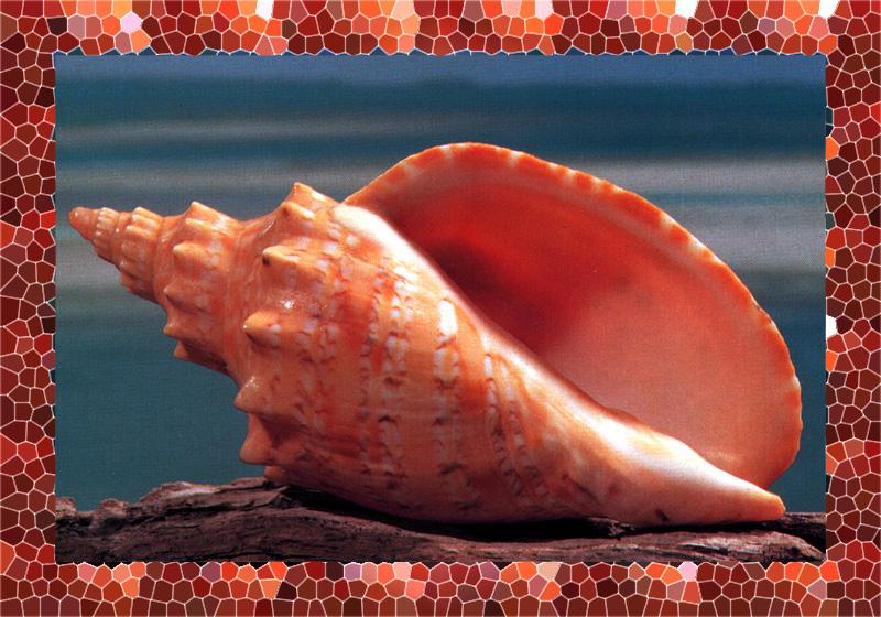 zfox sea shells s0 22.jpg