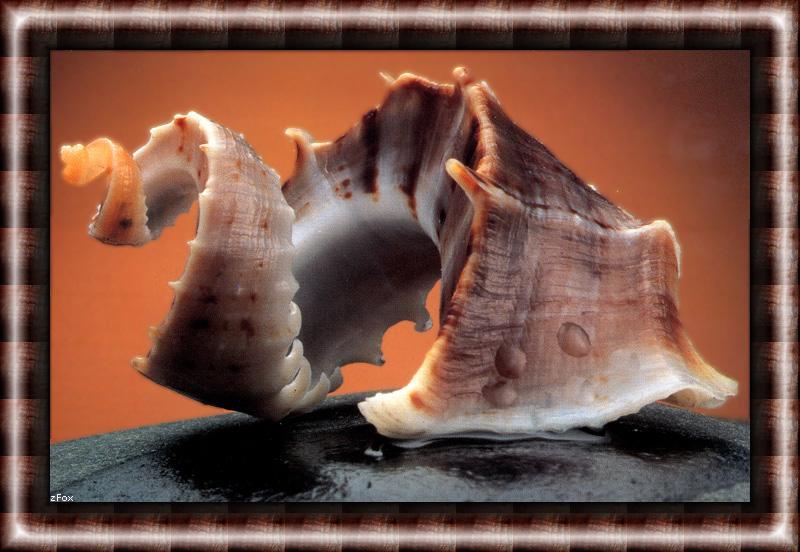 zfox sea shells s1 11.jpg