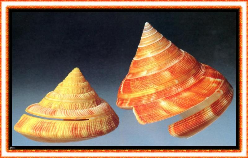 zfox sea shells s1 24.jpg