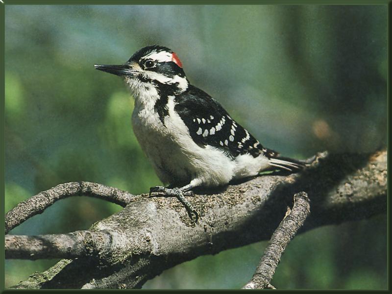 Hairy Woodpecker 01.jpg