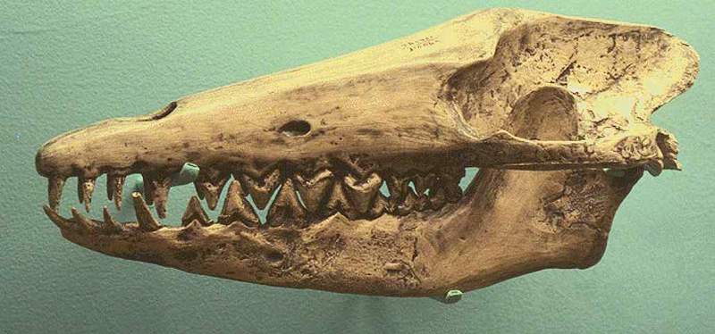 Archaeocete-Ancient Whale-Pakicetus inachus-Skull.jpg