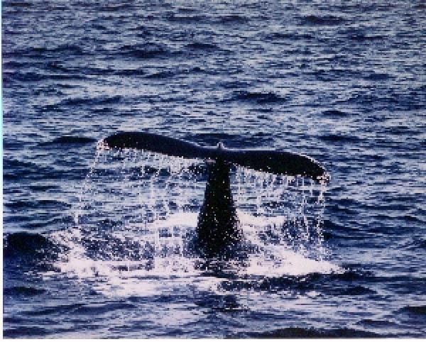 whale-10-Tail Fin Above Surface.jpg