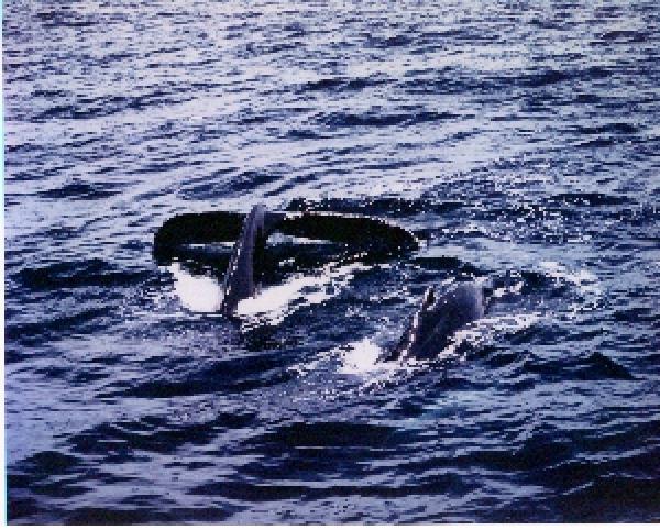 whale-11-Tail Fin Above Surface.jpg