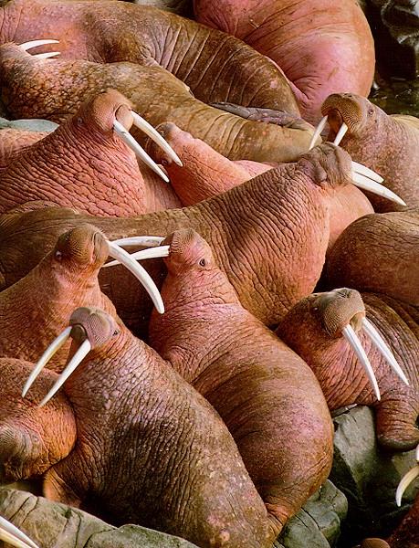 Crowd Walruses.jpg