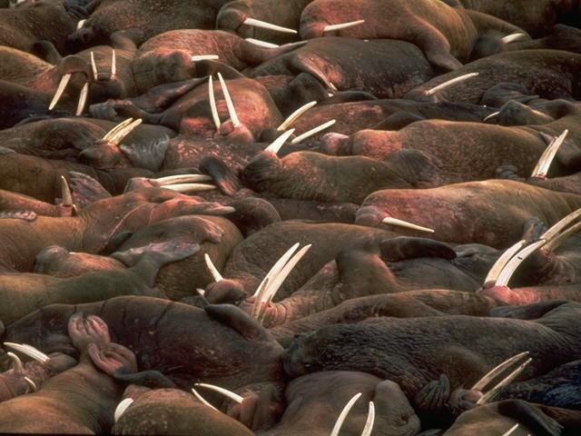 S095193-Walruses-resting colony.jpg