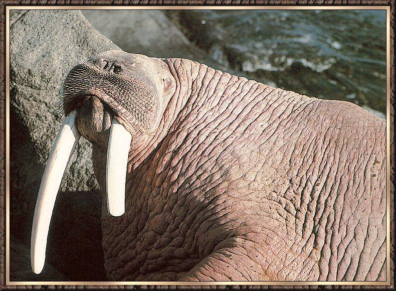Walrus bb002-Bull Walrus-closeup on rock.jpg