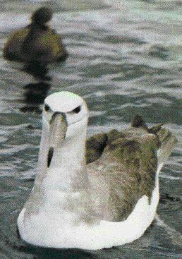 shy albatross-l.jpg