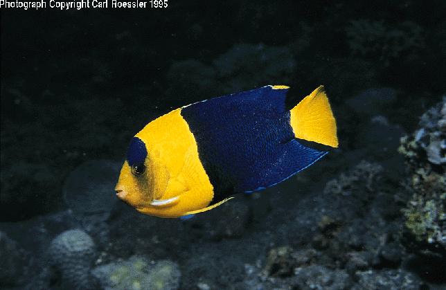 bicolor angelfish 2.jpg