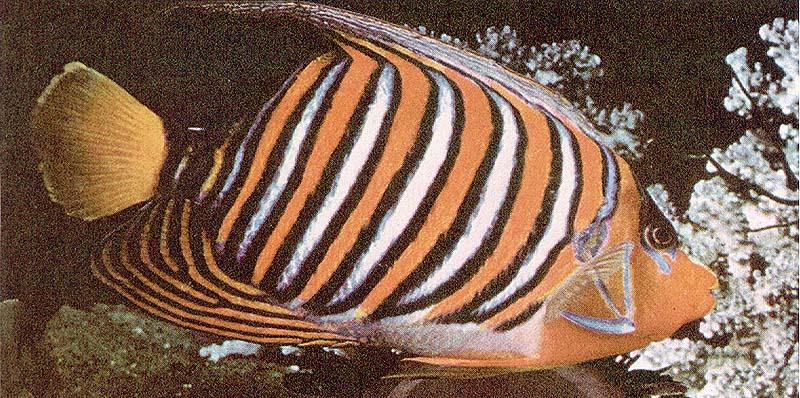 Tropical Fish 13-Bicolor Angelfish.jpg