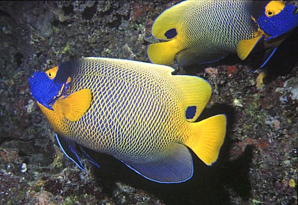 03-Blue-faced Angelfishes.jpg
