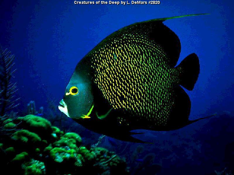 Creatures of the deep sea 2820-French Angelfish-closeup.jpg