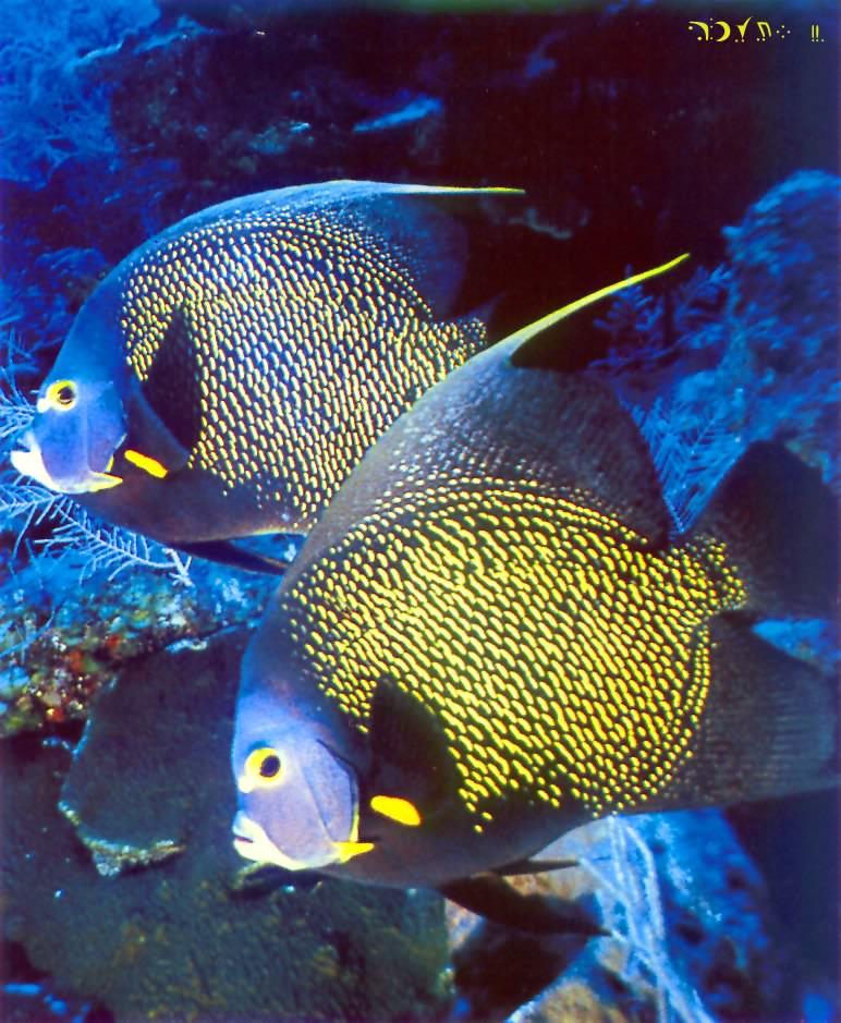 French Angelfishes-pair closeup.jpg
