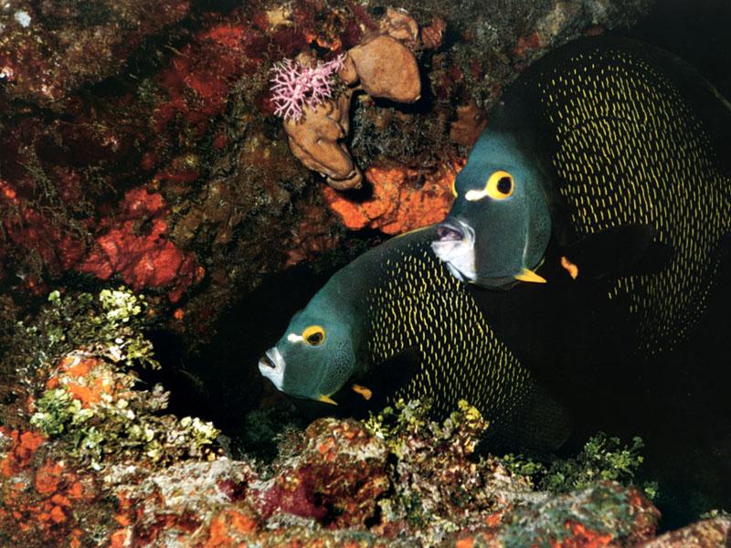 pp-001 Underwater Paradise-French Angelfishes-under rock.jpg
