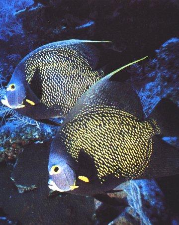 UnderWater12-French Angelfishes-pair closeup.jpg