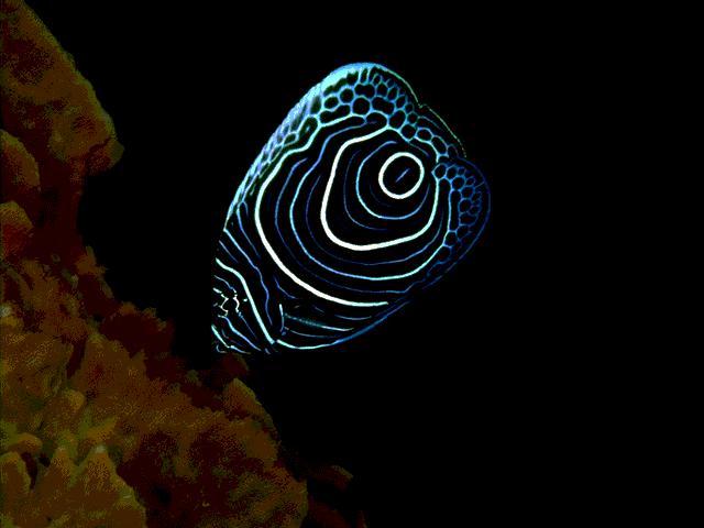 tropicalFish 020-Koran Angelfish.jpg