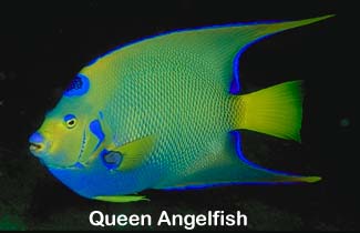 angel-Queen Angelfish-closeup.jpg