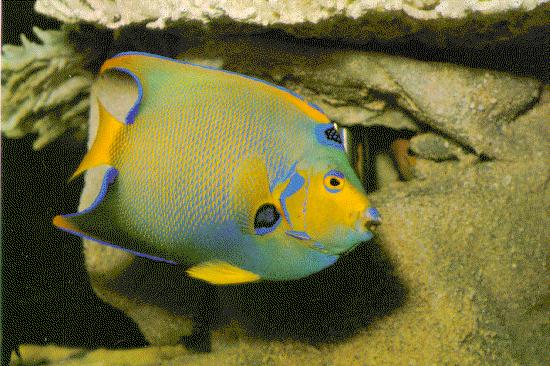 fish068-Queen Angelfish-closeup.jpg