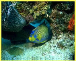 Queen Angelfish-near reef crevice.jpg