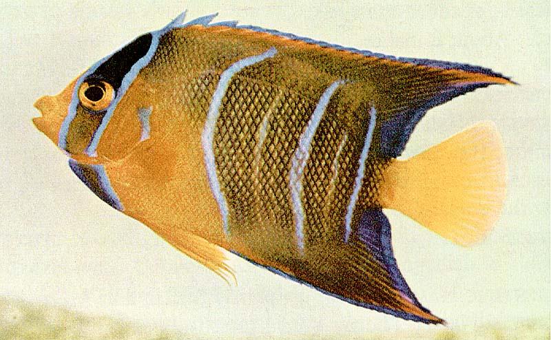 TropicalFish15-Queen Angelfish-juvenile.jpg