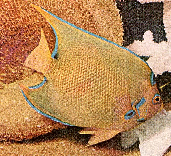 TropicalFish14-Semicircle Angelfish-closeup.jpg