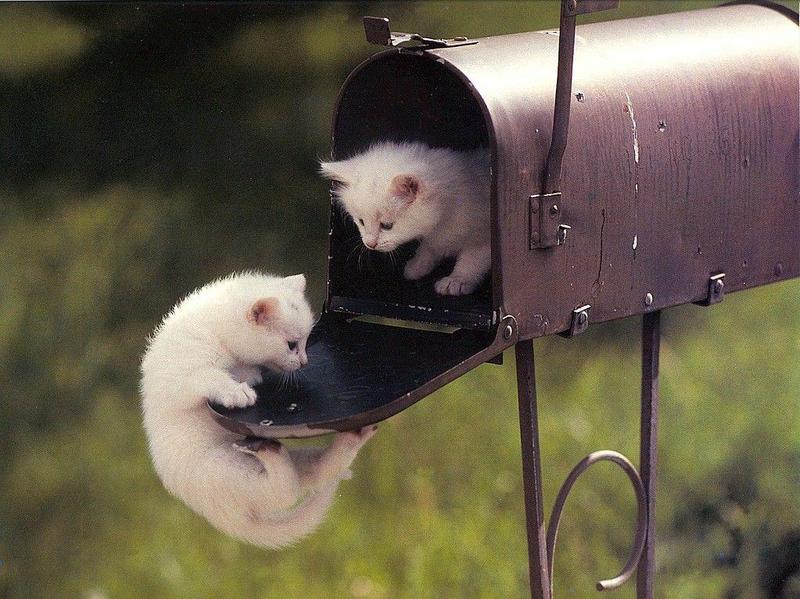 Kitty Calendar 9904-2 Kittens in mailbox.jpg