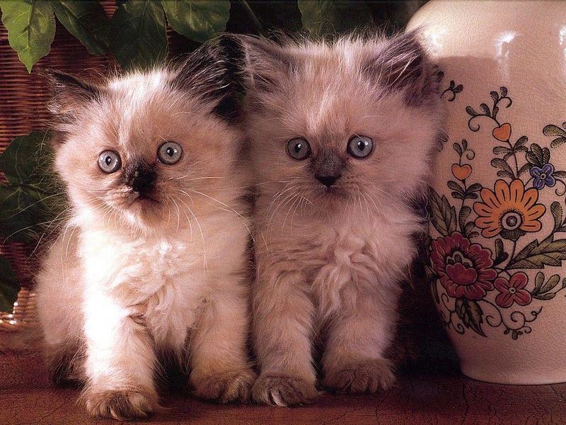 Kitty Calendar 9907-2 Kittens-portrait.jpg