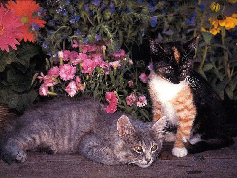 Kitty Calendar 9908-2 Kittens-with flowers.jpg