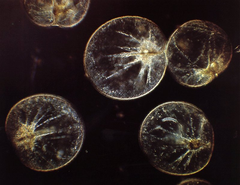 Noctiluca miliaris-heterotrophic dinoflagellates.jpg