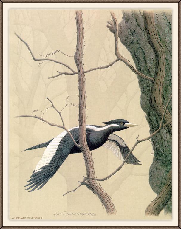 sj wbz 26 ivory-billed woodpecker 1.jpg