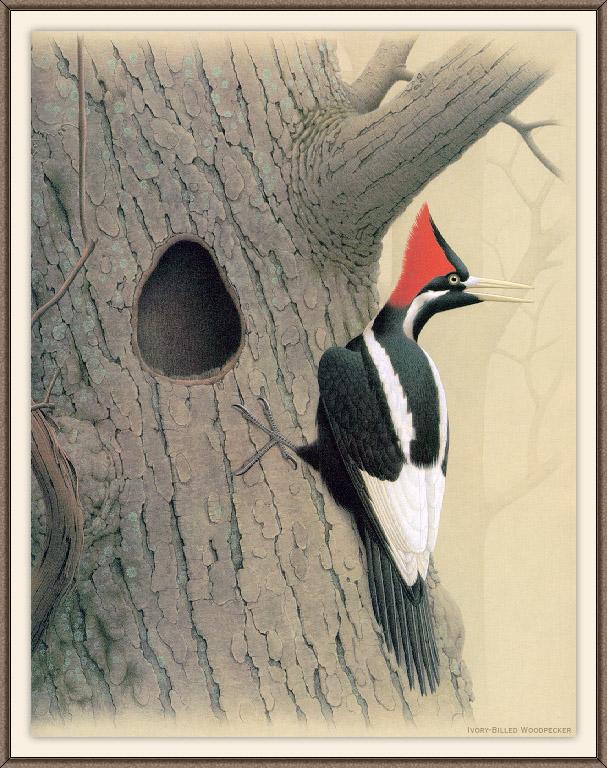 sj wbz 27 ivory-billed woodpecker 2.jpg