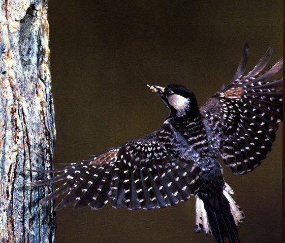 Red-cockaded woodpecker-Closeup-In Flight.jpg